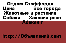 Отдам Стаффорда › Цена ­ 2 000 - Все города Животные и растения » Собаки   . Хакасия респ.,Абакан г.